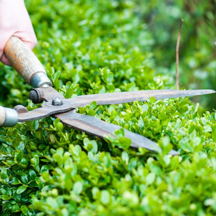 Lawn Care and Landscaping in Grapevine, TX Lawn Care and Landscaping in Grapevine, TX